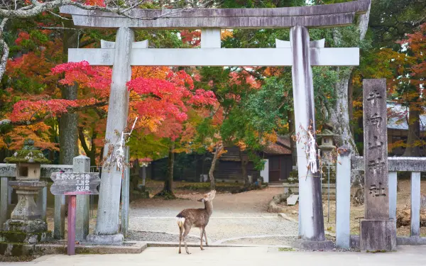 Day 7: Nara: Deer, Temples, History