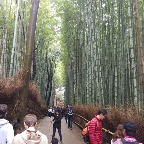 11Bamboo Forest
