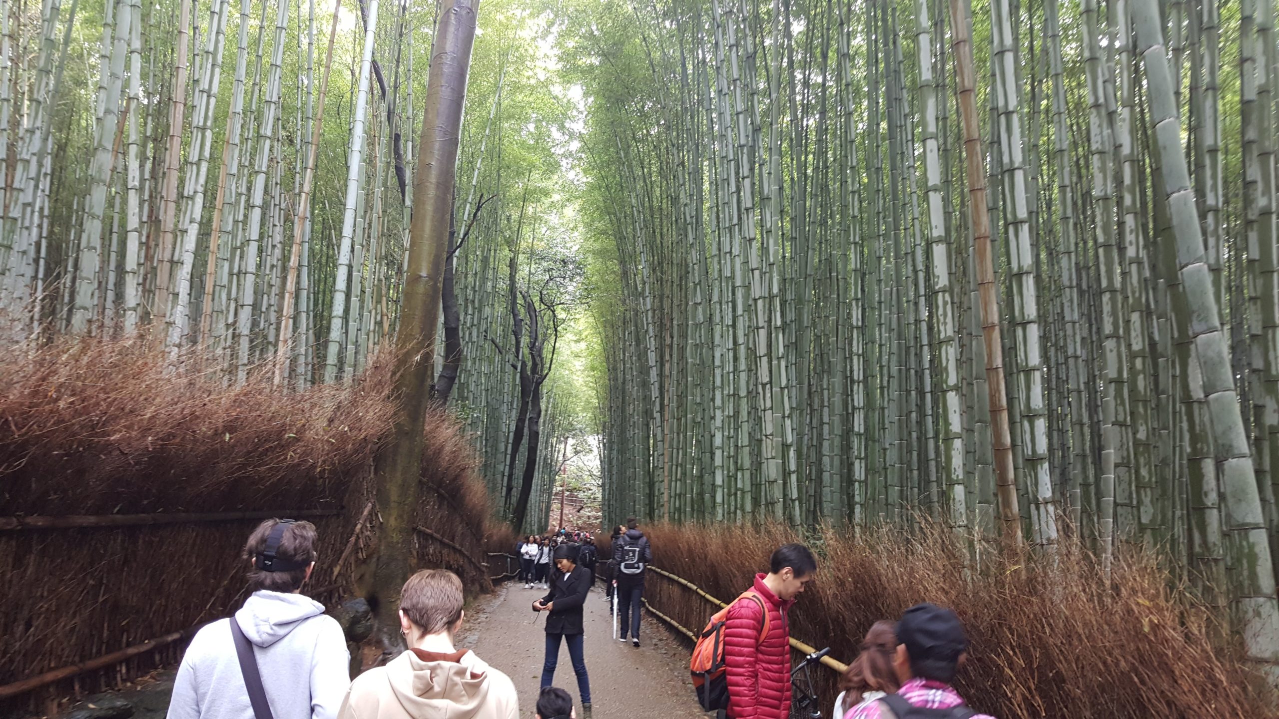 11Bamboo Forest