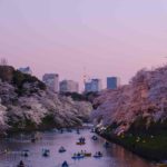 Cherry Blossoms River