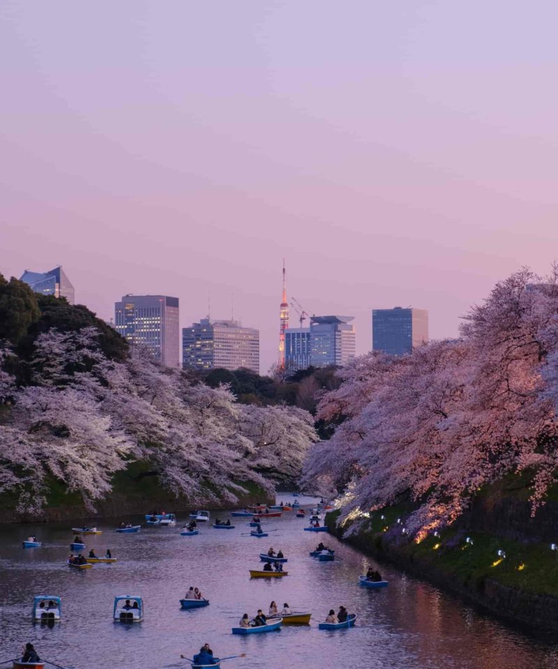 Cherry Blossoms River