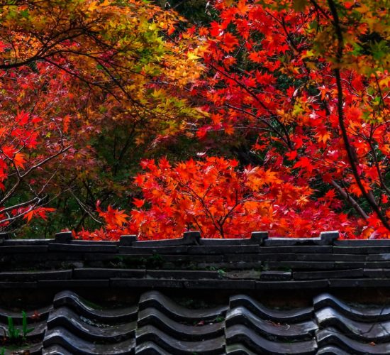 Japan in Fall