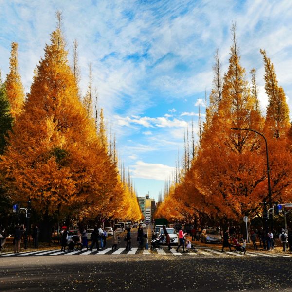11Shinjuku in Autumn