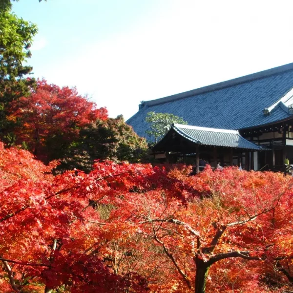 11Tofukuji in Autumn